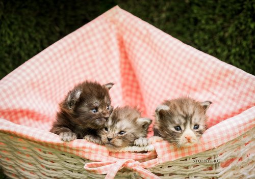 3_kittens_2