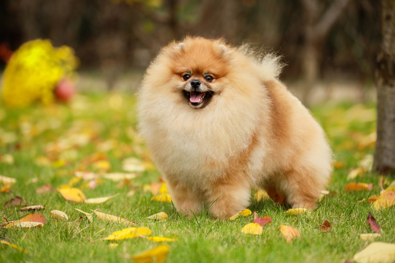 365 дней милоты: Stolnyi line выпустил авторский календарь на 2026 год