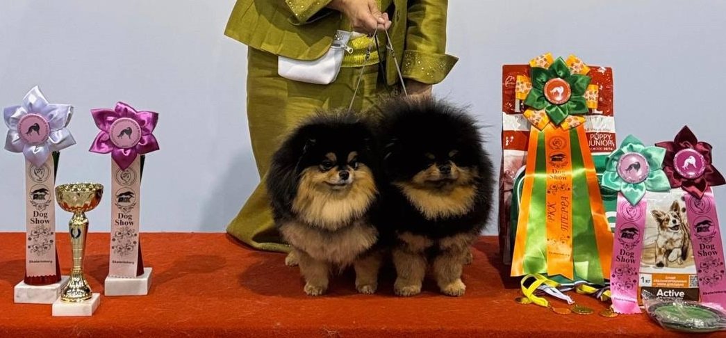 Кинг и Елка получили чемпионские титулы на выставке в Екатеринбурге