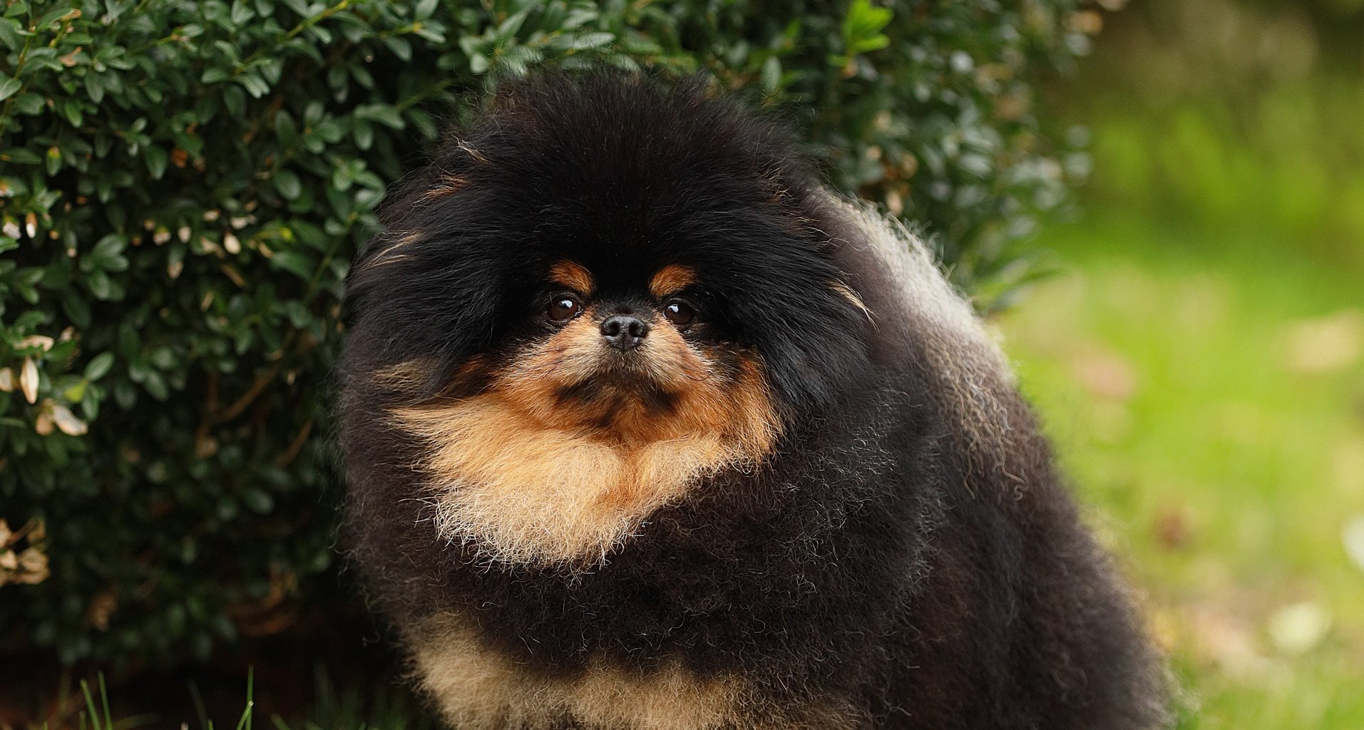 В питомнике Stolnyi line появилась новая звезда — высокопородная собака по кличке Елка