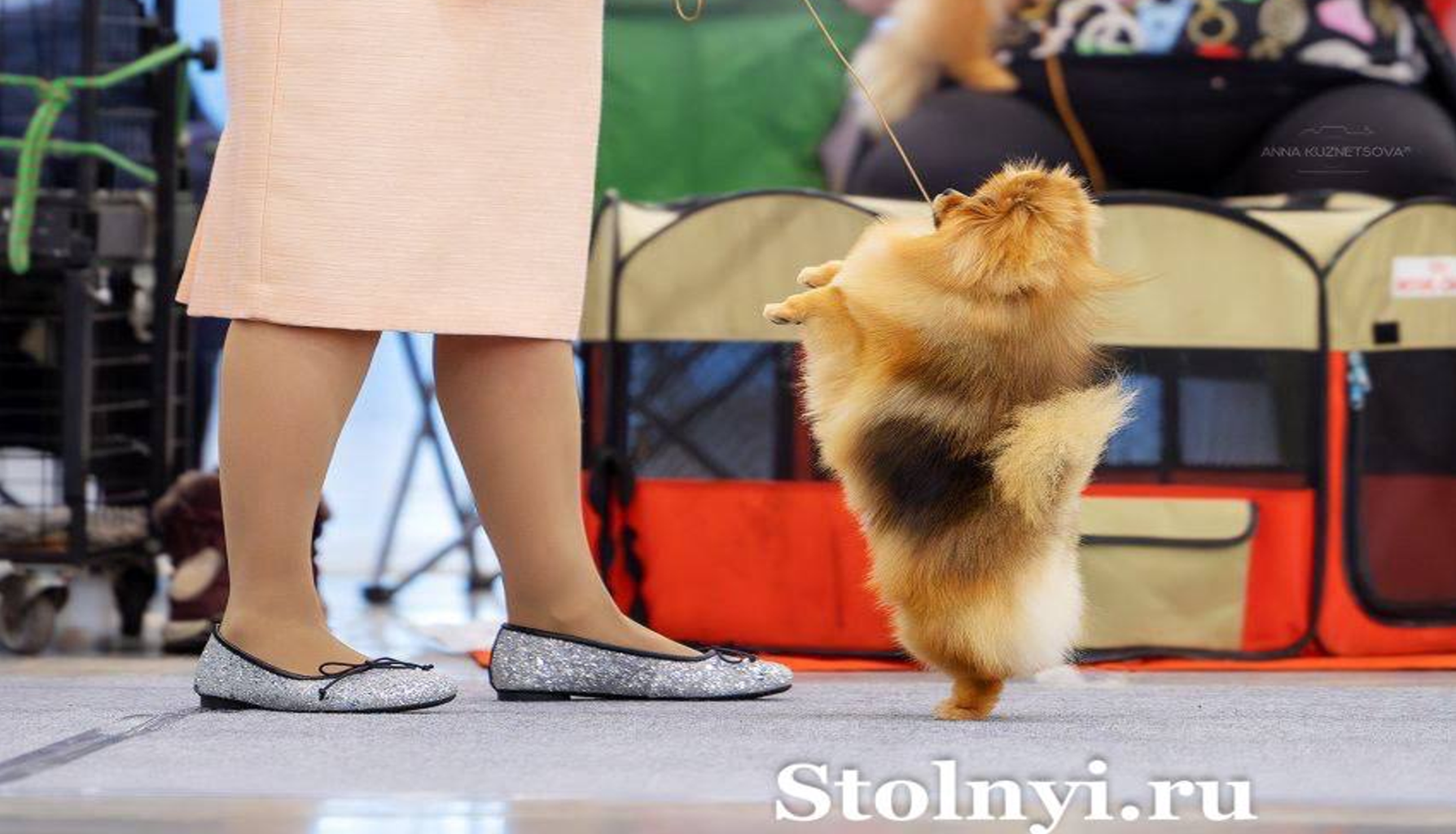 Кинг, Елка и Лола — звезды выставки «Невский победитель»