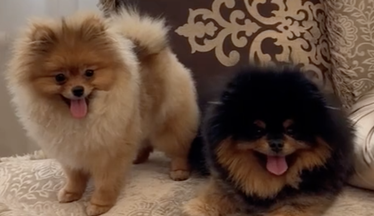 Кинг и Лола: как выглядят наши чемпионы и их награды