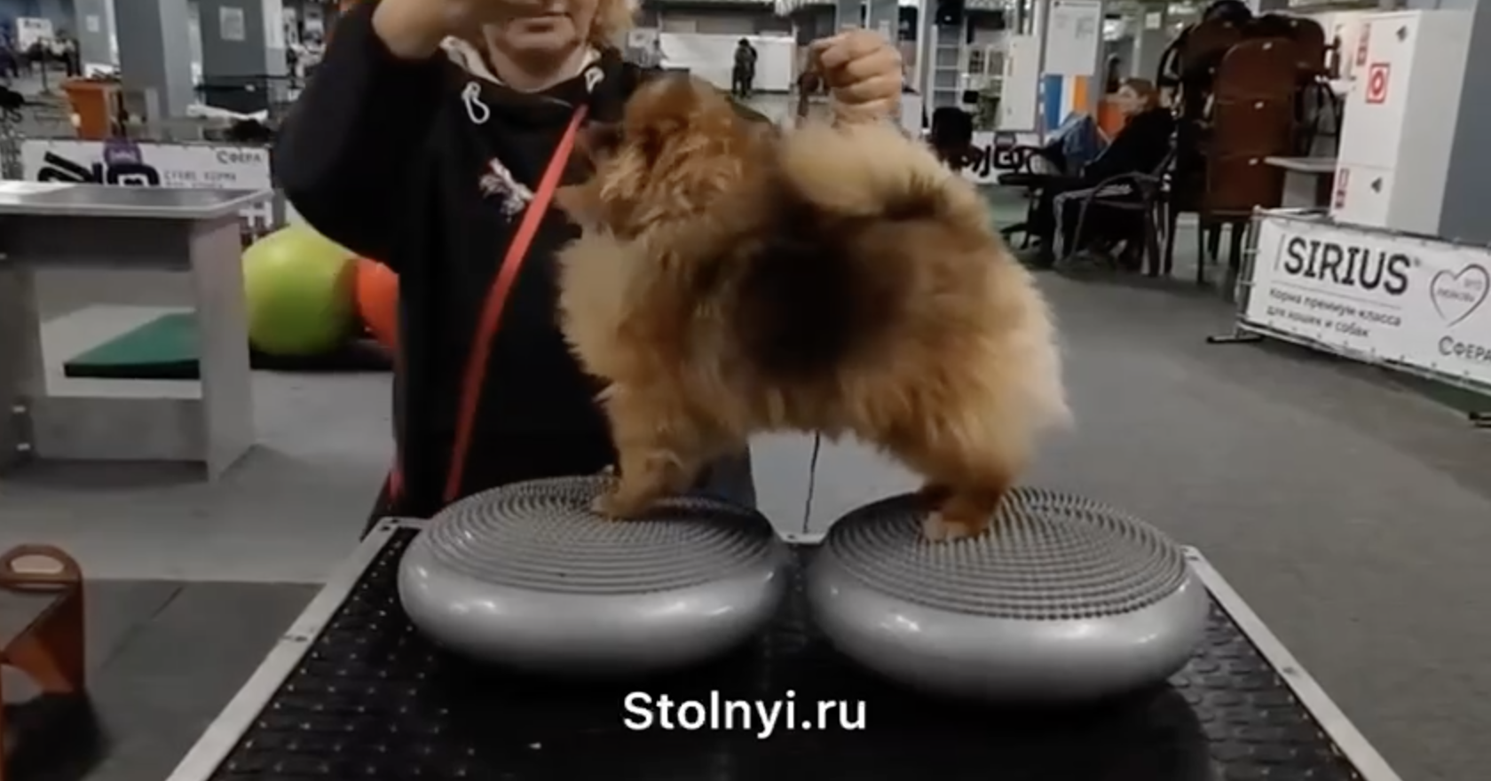 Как путешествуют наши питомцы