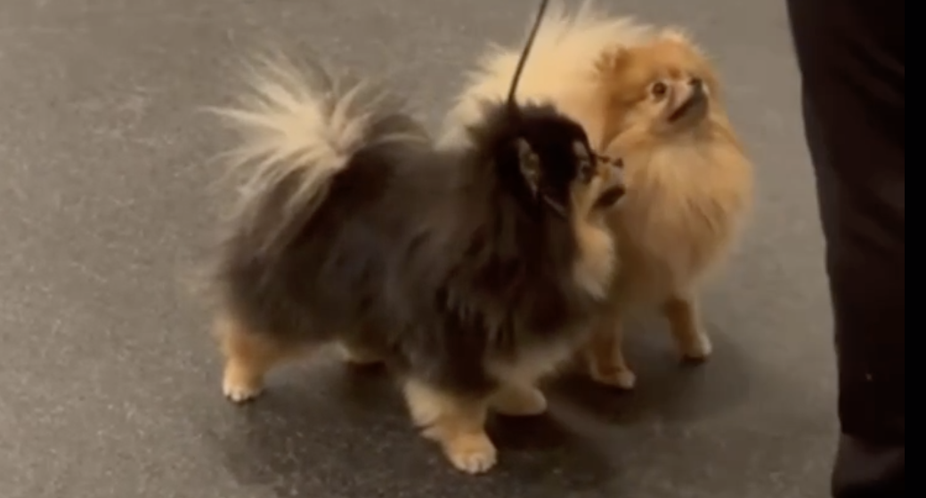 Наши пушистые леди вместе готовятся к «Конкурсу пар»