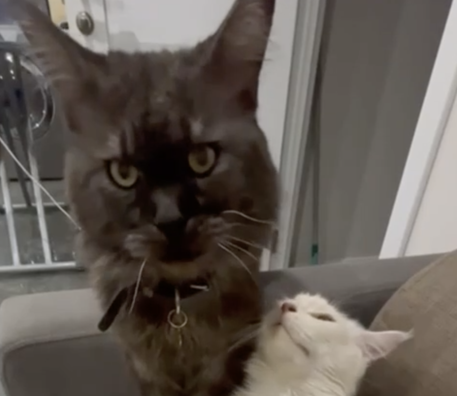 Влюбленные милашки Моня и Нюра