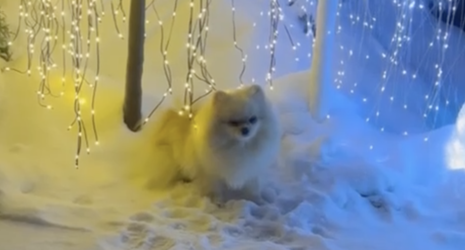 Умочка и Трошик обожают зимние прогулки