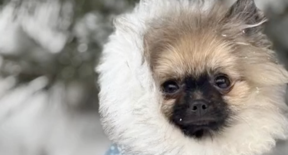 Маленький Мегатроша поражает нас своей энергией