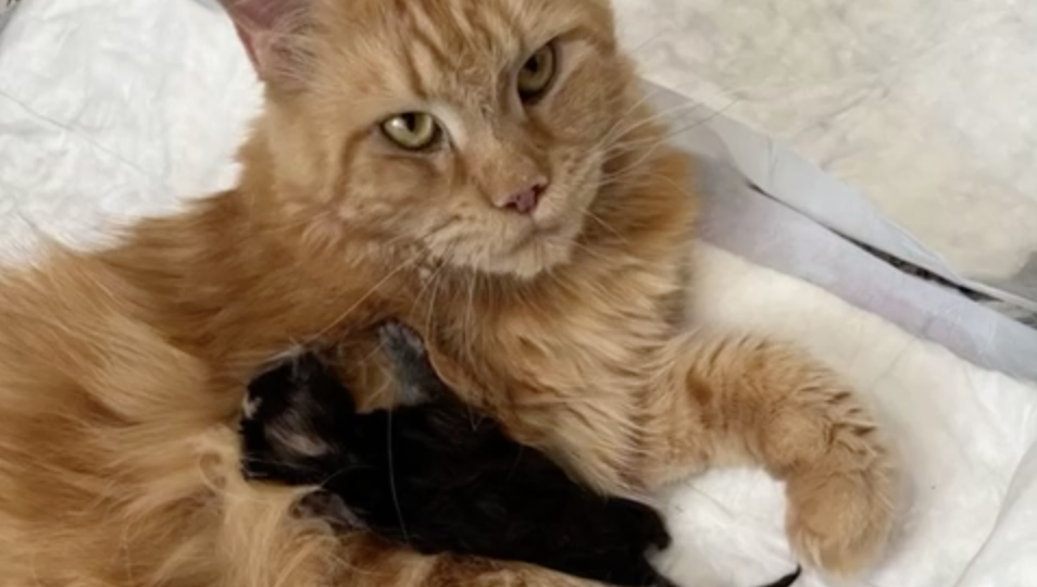 В питомнике Stonlyi line родились две очаровательные девочки