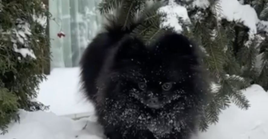 Наша Дина — снежная королева