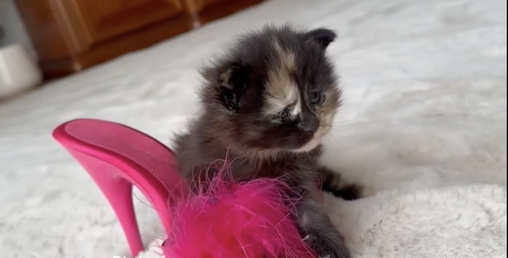 Котята Молли и Мони уже открыли глазки