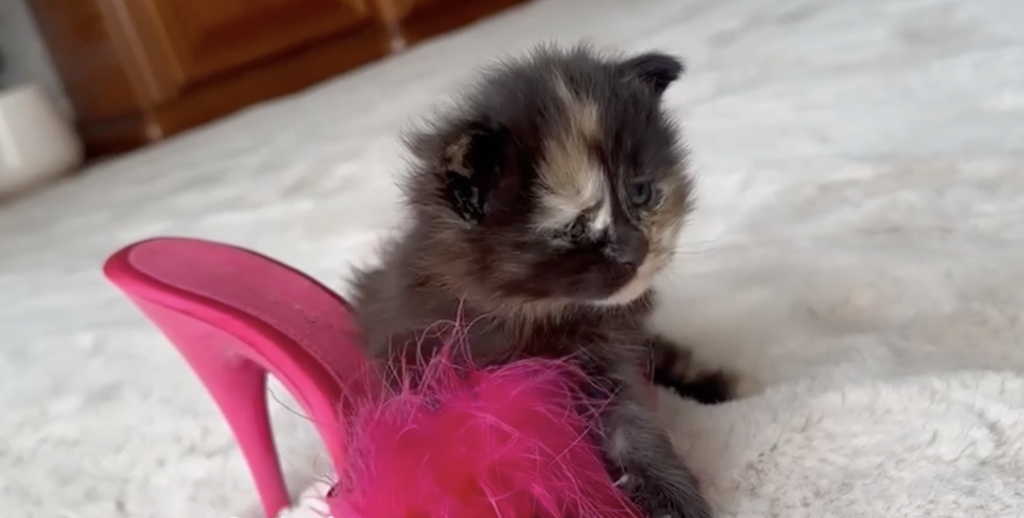 Котята Молли и Мони уже открыли глазки