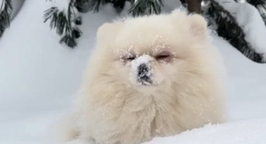 Снежок в питомнике Stolnyi line