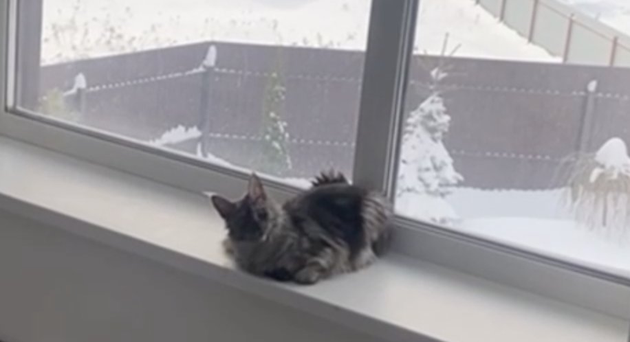 Красавица Ешка, уютно устроившаяся на своём «посту»