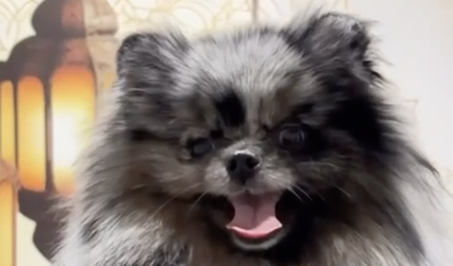 Грумиинг нашей Асеньки