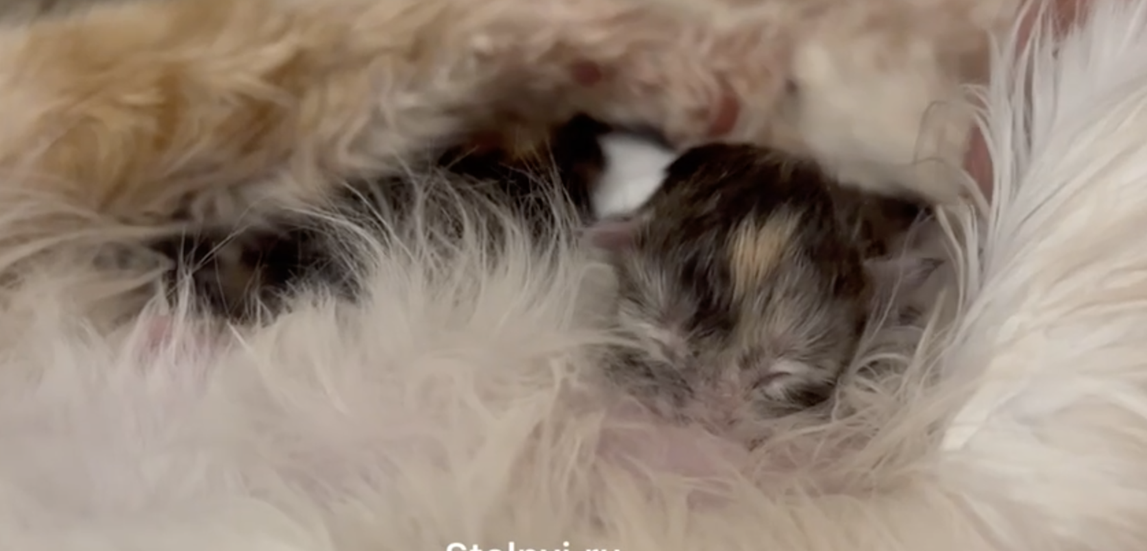 В питомнике Stolnyi line родились две девочки