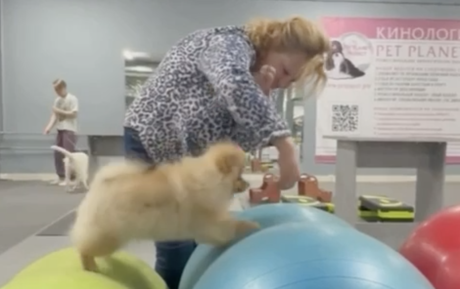 Тренировка Шика и Дарси