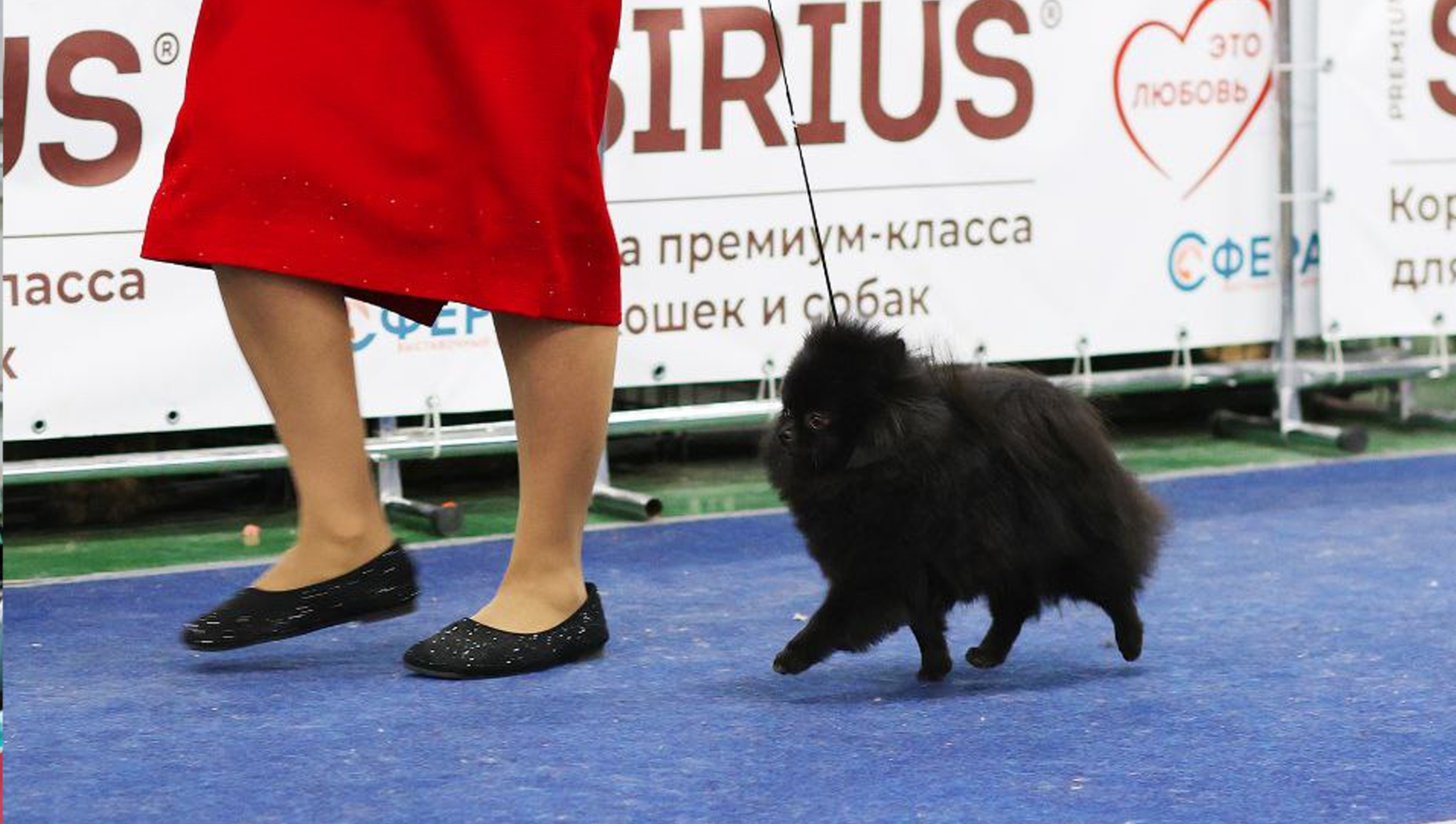 Блестящий дебют Дины на двух национальных выставках