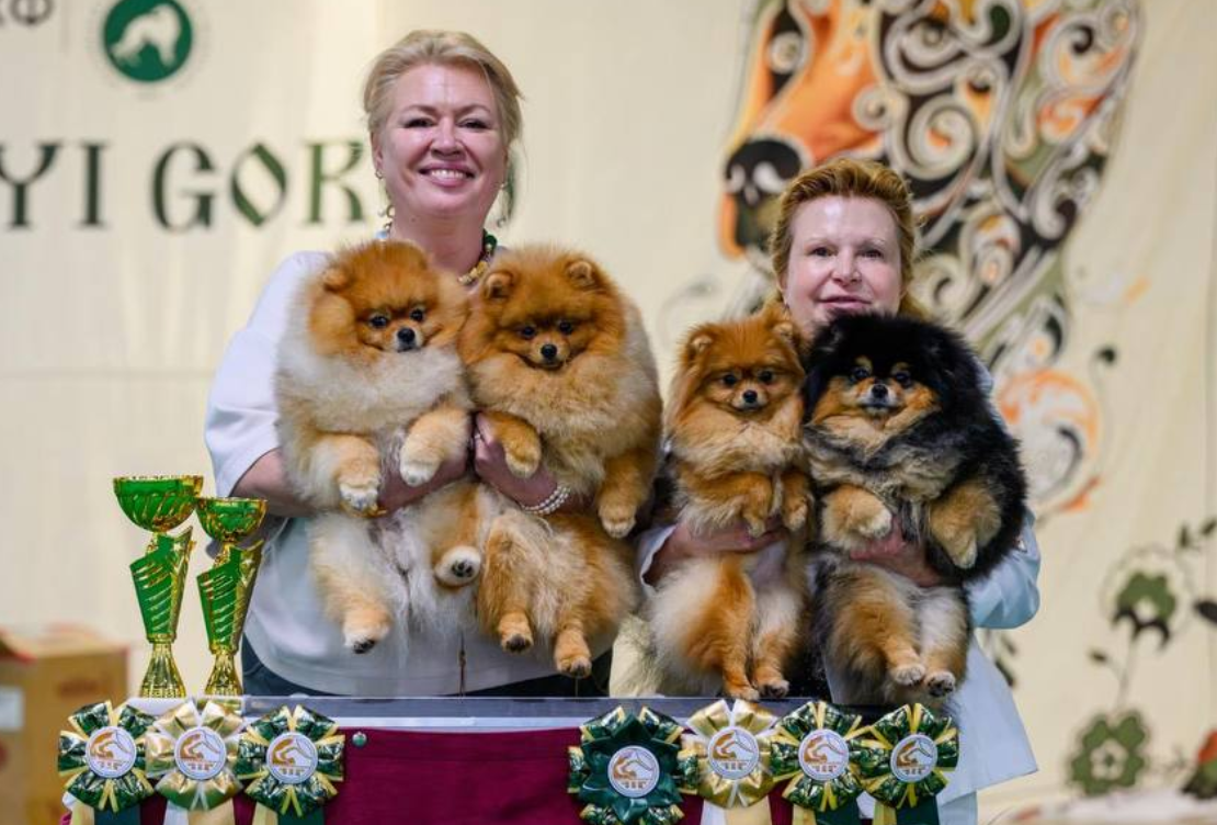 Цезарь и Кевин дебютировали на рейтинговых выставках в Старом Осколе