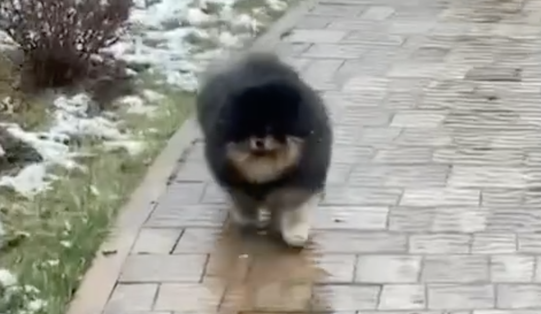 Кинг на прогулке