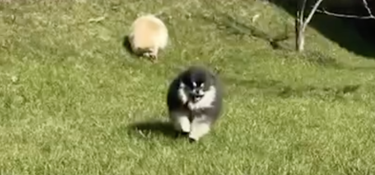 Stolnyi line на прогулке