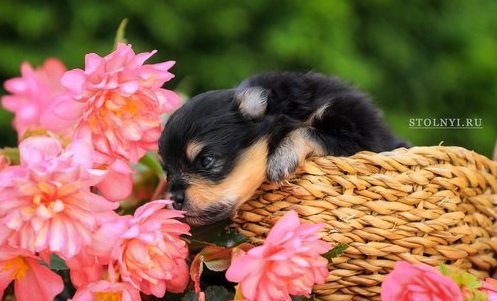 В питомнике Stolnyi line родились новые щенки шпицев черно-подпалого окраса