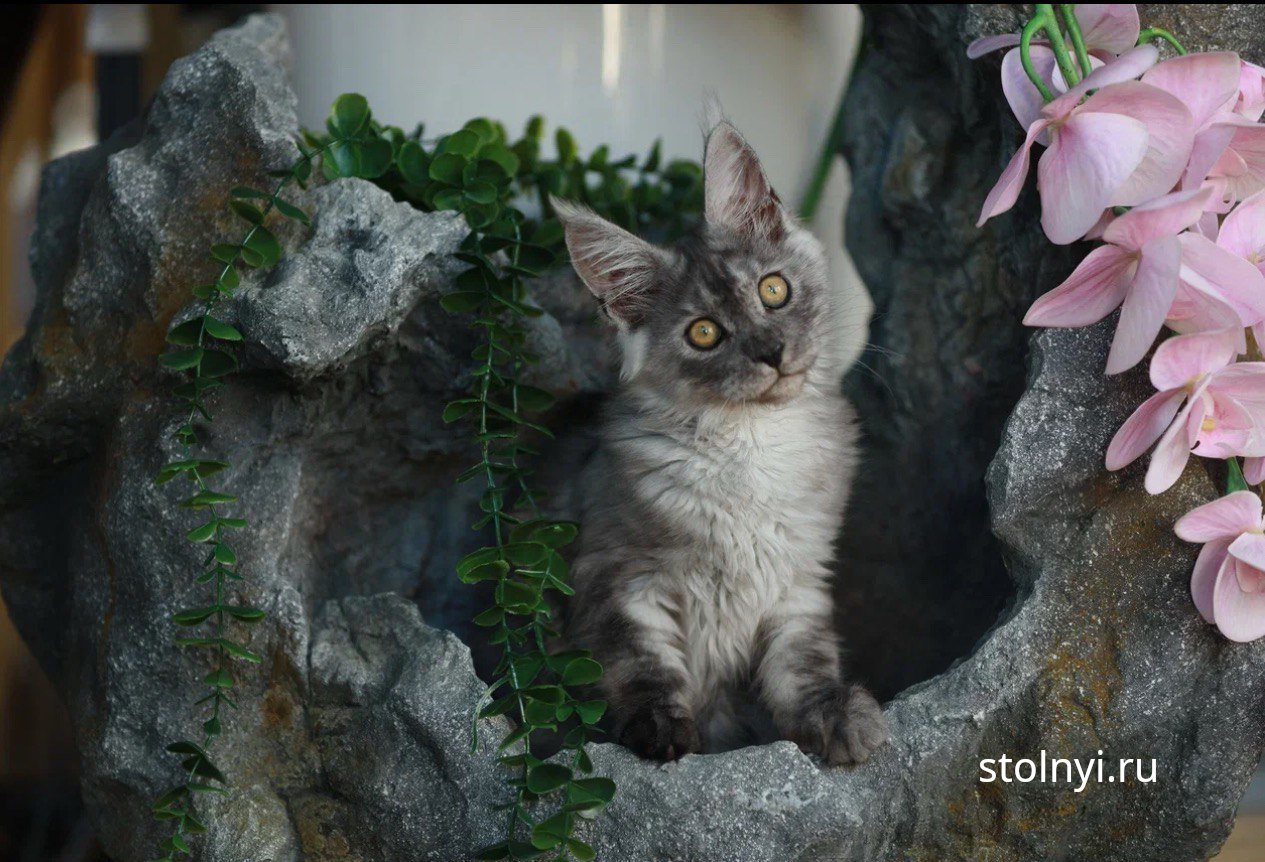 Котята мейн-куны Ермак и Ешка готовы к переезду в новый дом