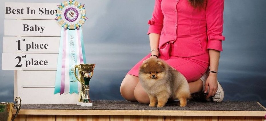 Малышка Лола дебютировала на выставках