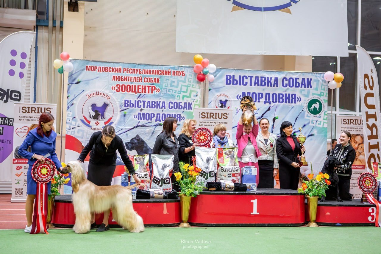 Итоги всепородной выставки «Мордовия 2026»