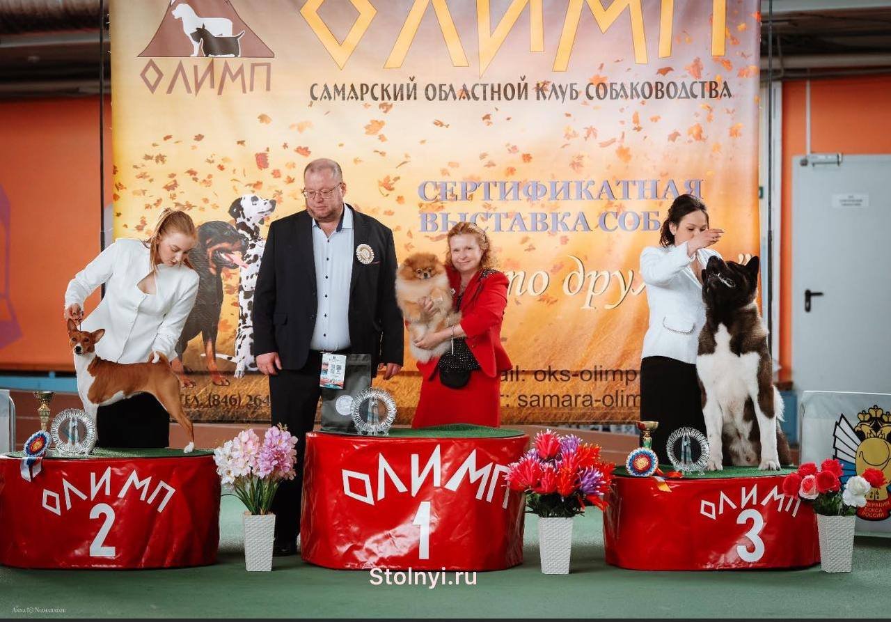 Подопечные Stolnyi line заработали 10 побед на выставке «Золото Дружбы» в Самаре