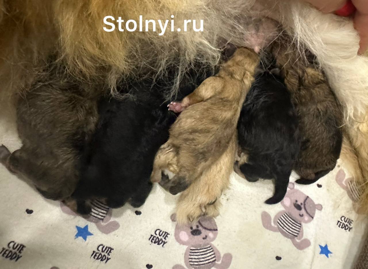 Пополнение в питомнике Stolnyi line