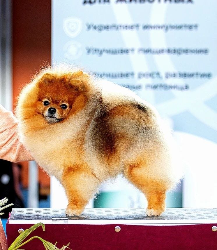Кевин
