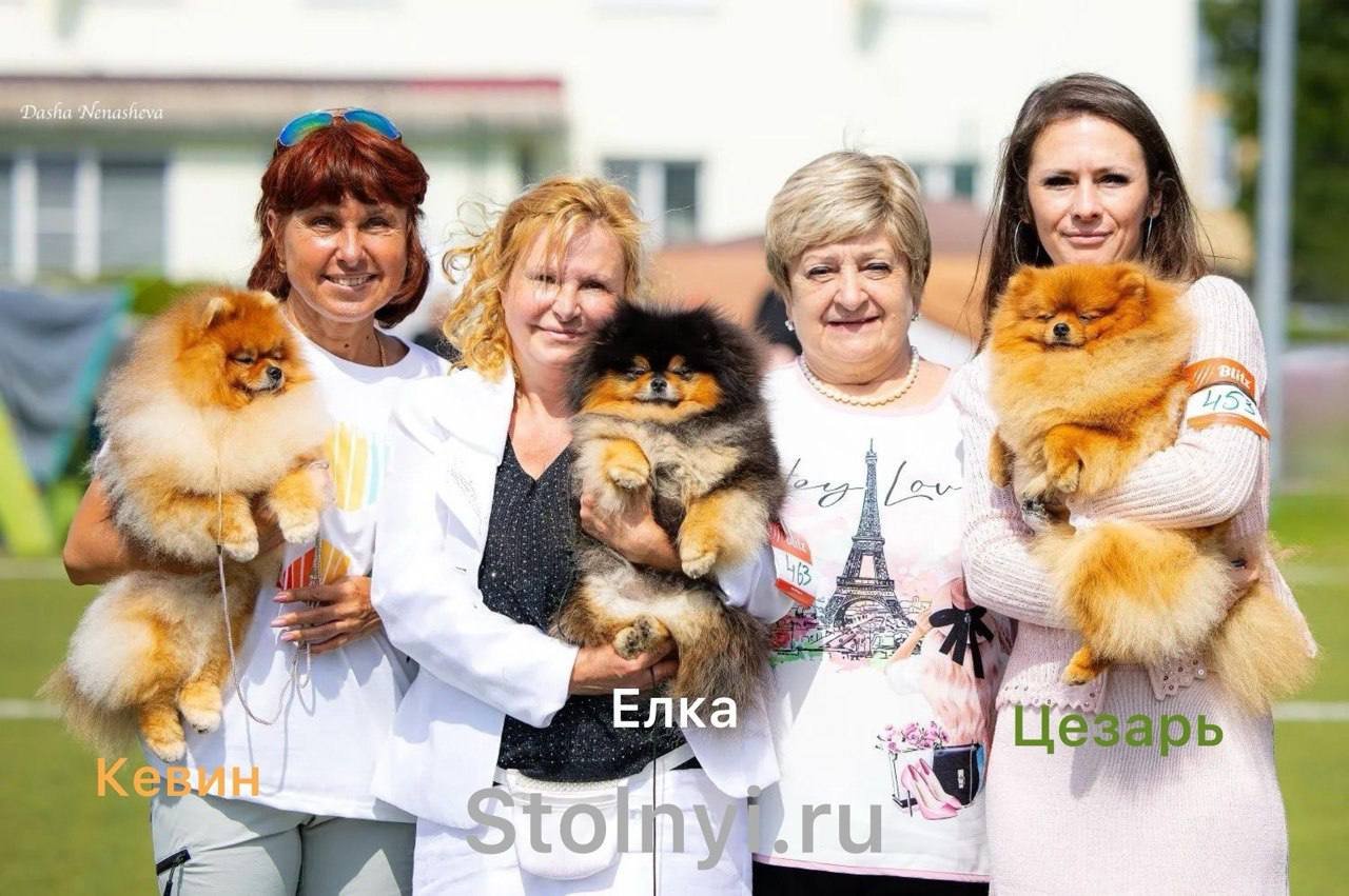 Собаки питомника Stolnyi line успешно показали себя на выставке в Туле