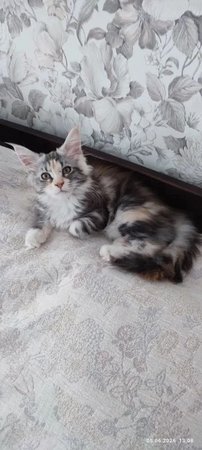 Холли