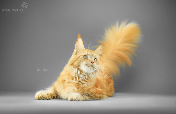 Молли