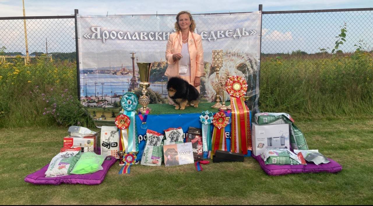 Кинг и Лола снова одержали победы на выставке «Ярославский Медведь»